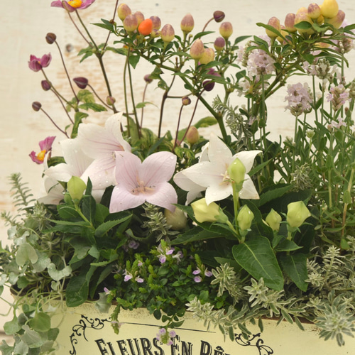 ピンクのキキョウとラベンダー寄せ植え ※完成品 花苗 鉢花