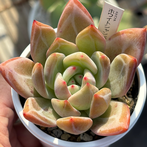 人気品種！☆ホワイトシャンペン 多肉植物 自家繁殖 国産 多肉植物 美 