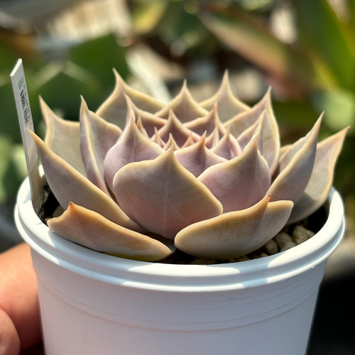 人気品種！☆藤紫 多肉植物 自家栽培 国産 多肉植物 美✴︎taniku