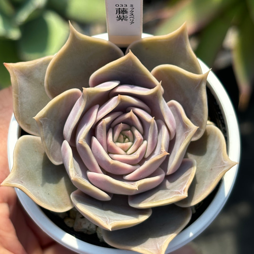 人気品種！☆藤紫 多肉植物 自家栽培 国産 多肉植物 美✴︎taniku 通販