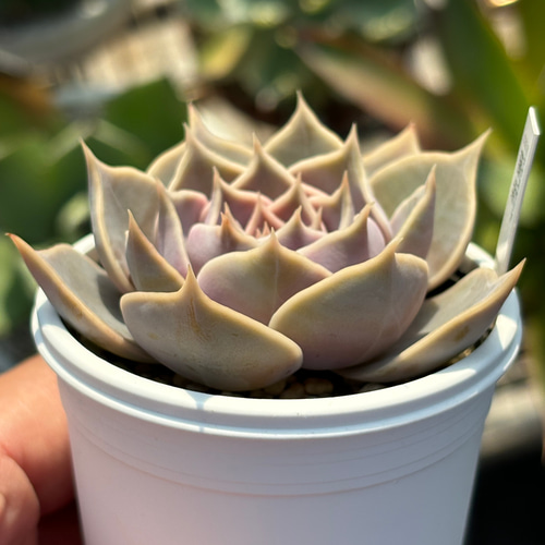 人気品種！☆藤紫 多肉植物 自家栽培 国産 多肉植物 美✴︎taniku