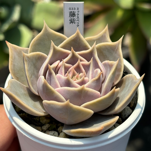 人気品種！☆藤紫 多肉植物 自家栽培 国産 多肉植物 美✴︎taniku 通販