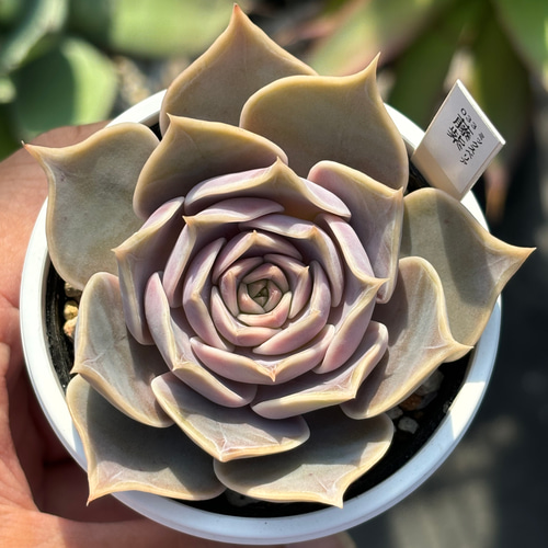 人気品種！☆藤紫 多肉植物 自家栽培 国産 多肉植物 美✴︎taniku 通販