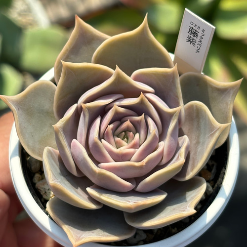 147.多肉植物 藤紫 800円 【抜き苗】 147.多肉植物 藤紫 800円 【