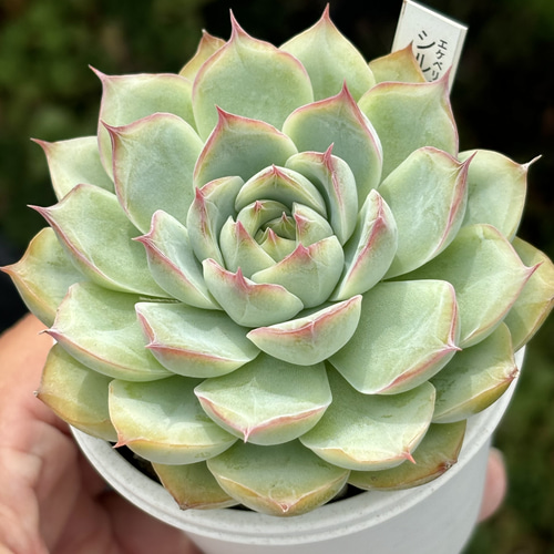 人気品種！☆シルエット 多肉植物 自家栽培 国産 多肉植物 美