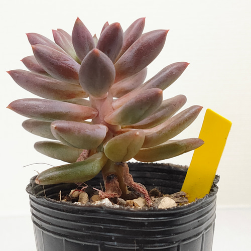 エンジェルスフィンガー【パキベリア 多肉植物】 多肉植物