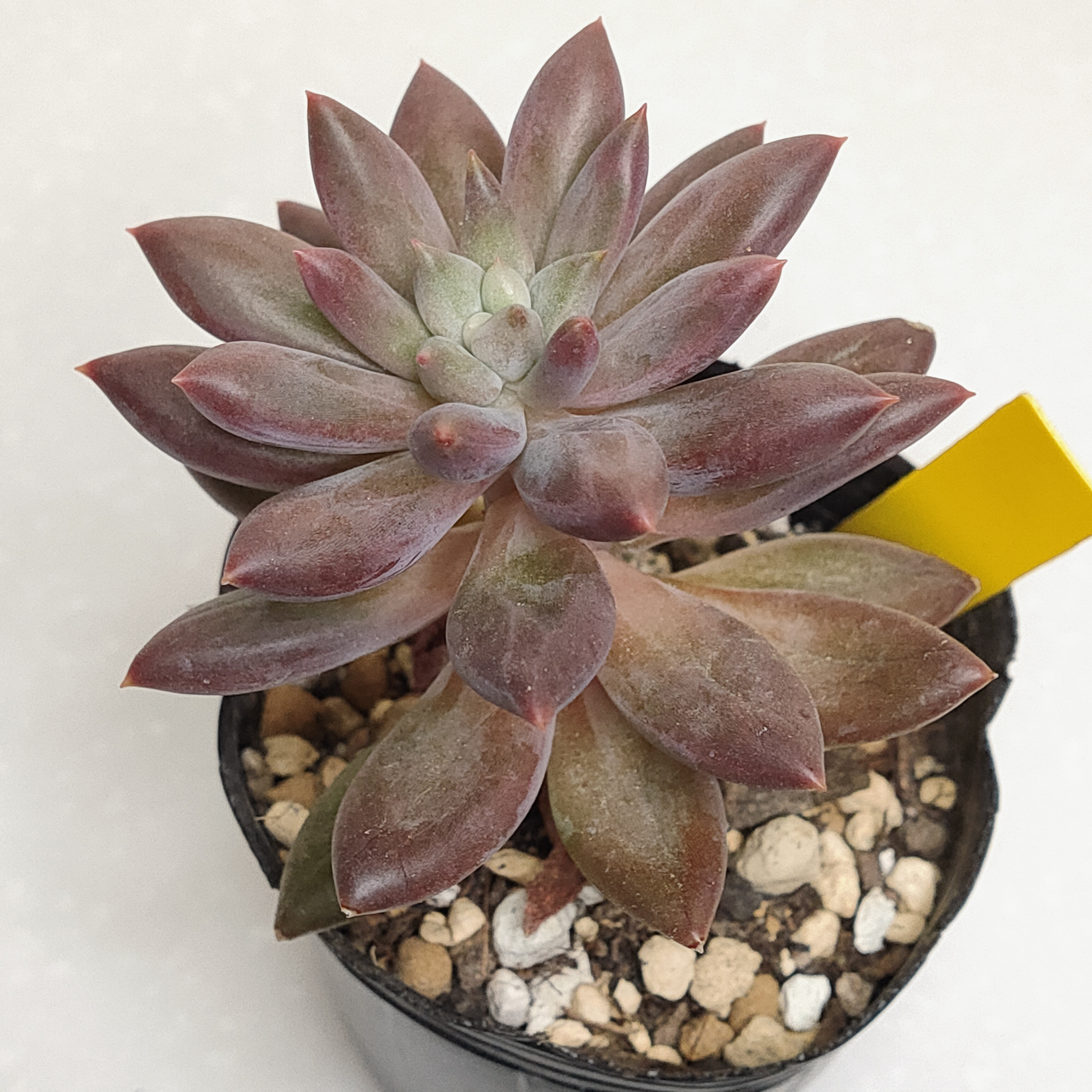 50個 多肉植物 葉のみ エンジェルスフィンガー