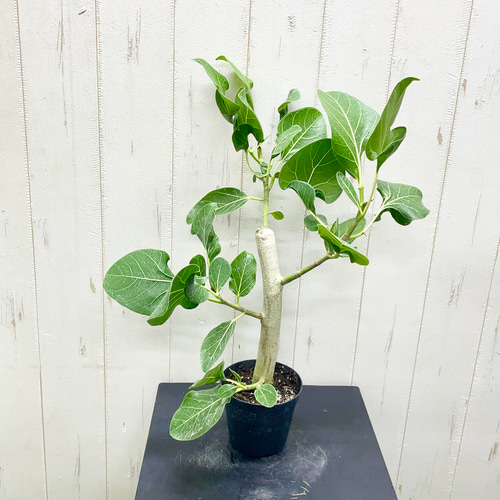 レア種 朴仕立て フィカス クリシュナボダイジュ その他インテリア雑貨