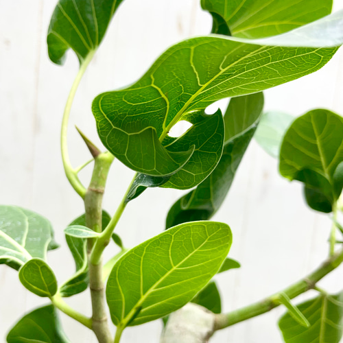 フィカス 希少種レア　クリシュナ菩提樹 フィカス 希少種レア クリシュナ菩提樹 - メルカリ