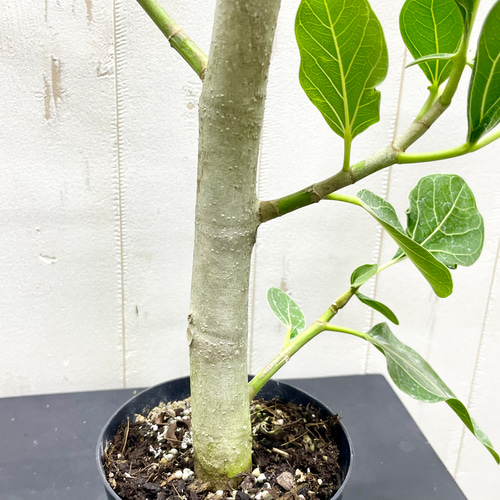 レア種 朴仕立て フィカス クリシュナボダイジュ その他インテリア雑貨