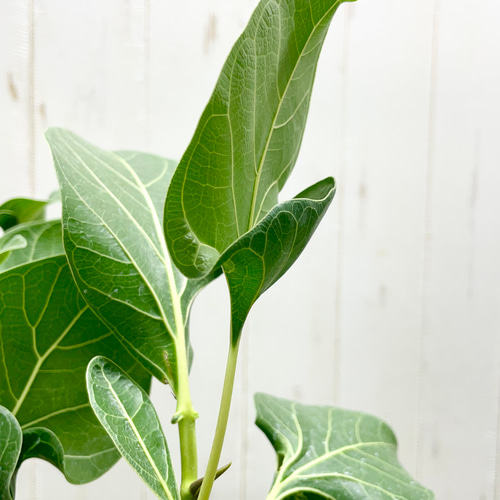 みさと　フィカス　クリシュナボダイジュ　植物　インテリア フィカス クリシュナボダイジュ 植物 インテリア 観葉植物