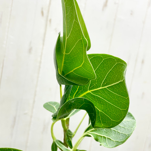 フィカス　クリシュナボダイジュ　植物　インテリア フィカス クリシュナボダイジュ | GREEN LUCK