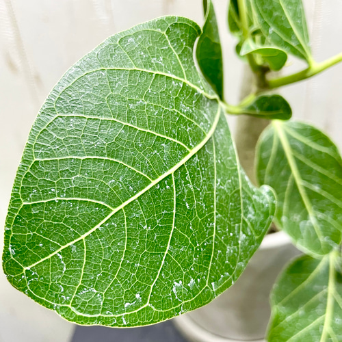 レア種 朴仕立て フィカス クリシュナボダイジュ その他インテリア雑貨