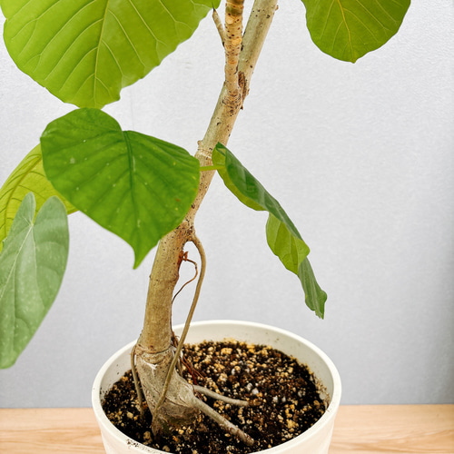 フィカス ウンベラータ 曲がり 鉢皿付き