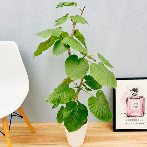 フィカス ウンベラータ 曲がり 鉢皿付き