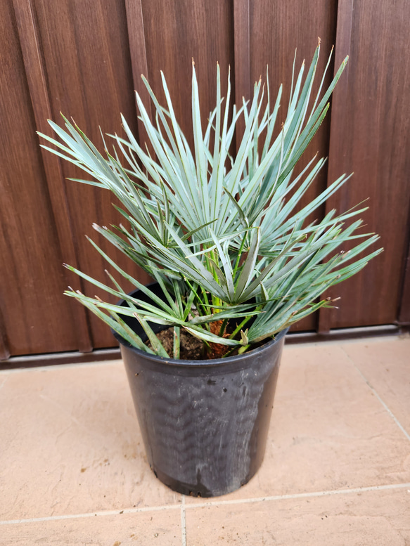 チャメロプス フミリス ポット鉢植え 苗 ドライガーデン ロック 