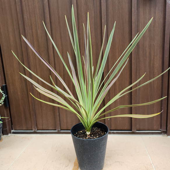 コルジリネ チョコレートミント 鉢植え 苗 カラーグラス 盆栽 fleurir