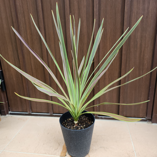 コルジリネ チョコレートミント 鉢植え 苗 カラーグラス 盆栽 fleurir