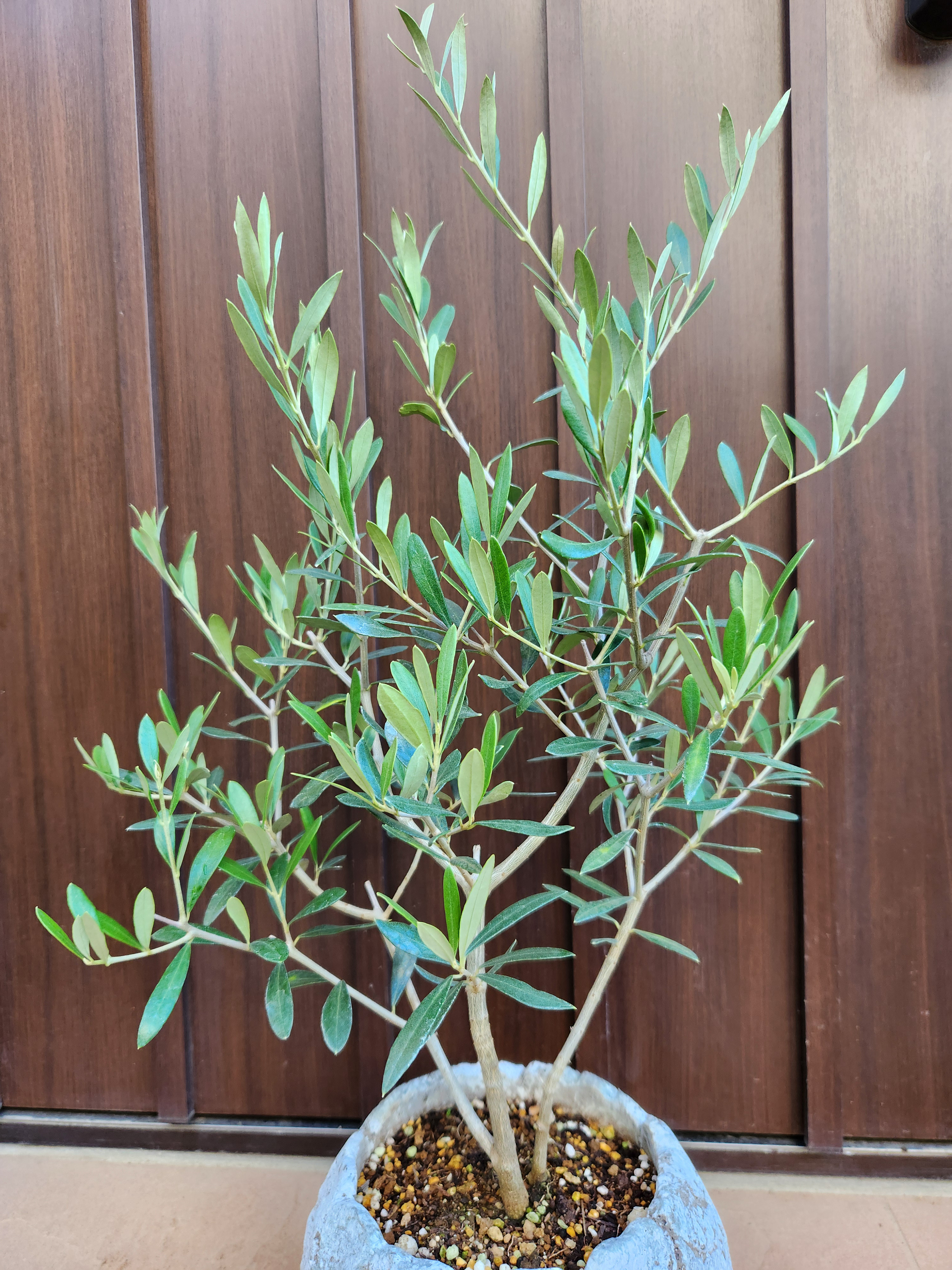 再販　オリーブの木　エルグレコ　ワイルドロックテラコッタ鉢植え　苗