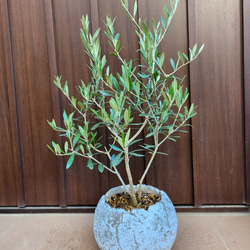 オリーブ　エルグレコ　テラコッタ鉢植え　苗　シンボルツリー 大きめ♪オリーブの木 エルグレコ 大型お洒落テラコッタ鉢植え