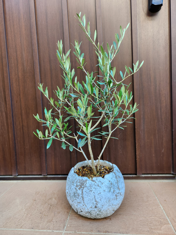 オリーブ　エルグレコ　お洒落セメント鉢植え　苗木　シンボルツリー オリーブ エルグレコ お洒落セメント鉢植え 苗木 シンボルツリー