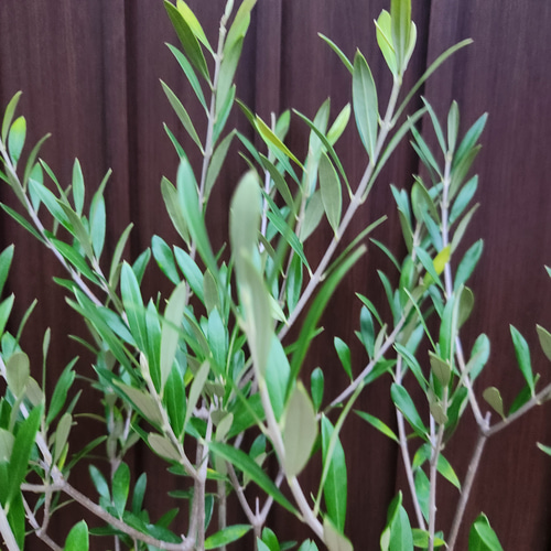 オリーブの木 エルグレコ ワイルドロックテラコッタ鉢植え 苗