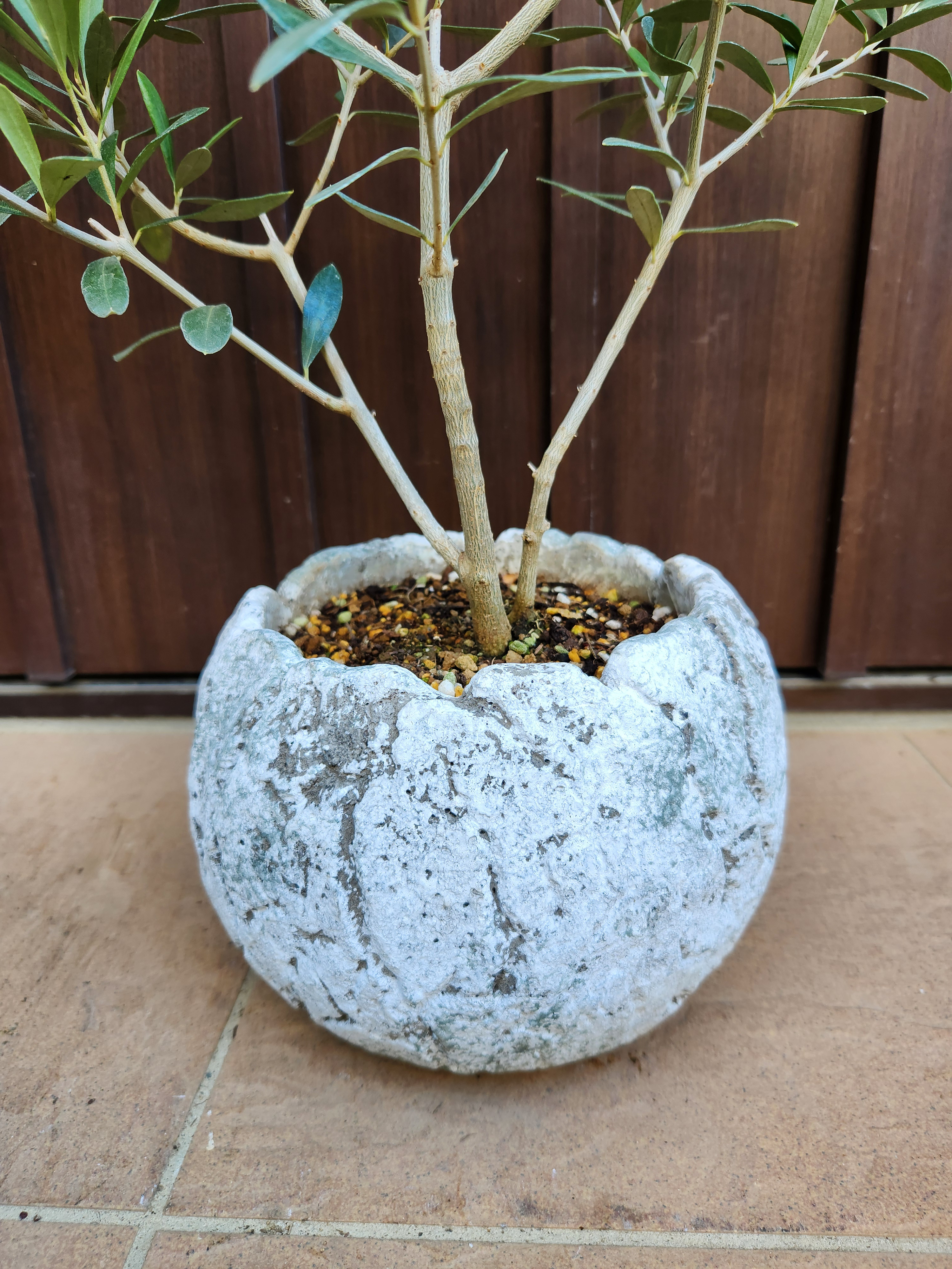 再販　オリーブの木　エルグレコ　ワイルドロックテラコッタ鉢植え　苗