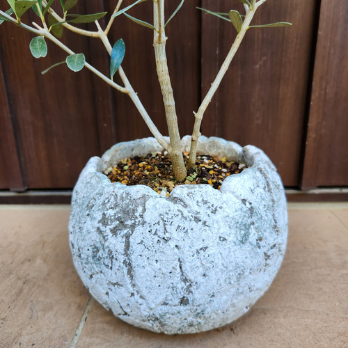 koguma♡オリーブの木　エルグレコ　テラコッタ鉢植え&チプレッシーノ 再販 オリーブの木 エルグレコ ワイルドロックテラコッタ鉢植え