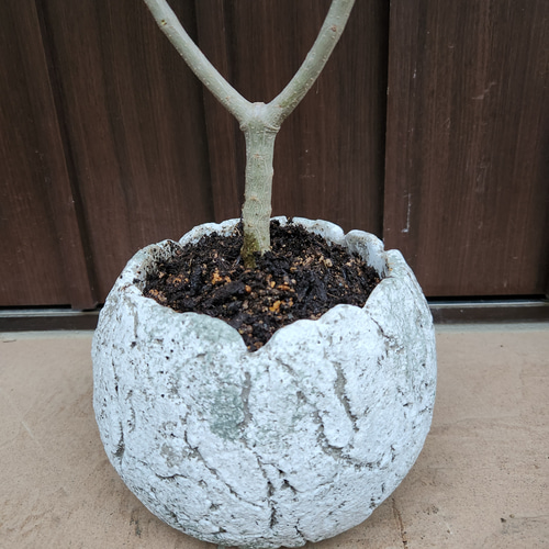 オリーブの木 エルグレコ ワイルドロックテラコッタ鉢植え 苗