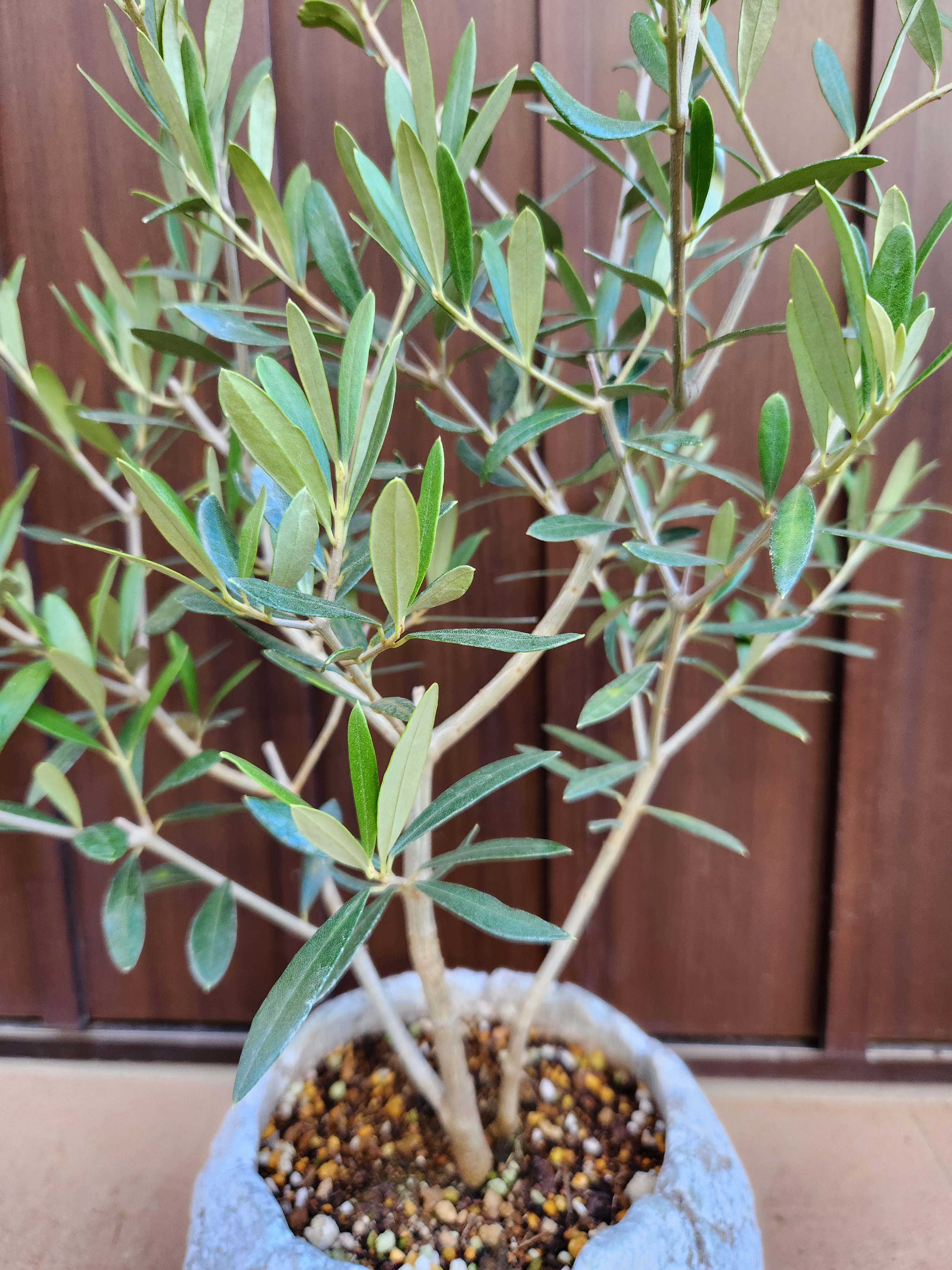 再販　オリーブの木　エルグレコ　ワイルドロックテラコッタ鉢植え　苗