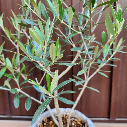 オリーブの木　エルグレコ　くるくるデザインテラコッタ鉢植え　苗　ウェルカムツリー 再販 オリーブの木 エルグレコ ワイルドロックテラコッタ鉢植え