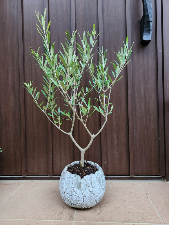 大量入荷 オリーブの木 苗 ワイルドロックテラコッタ鉢植え エルグレコ 常緑樹