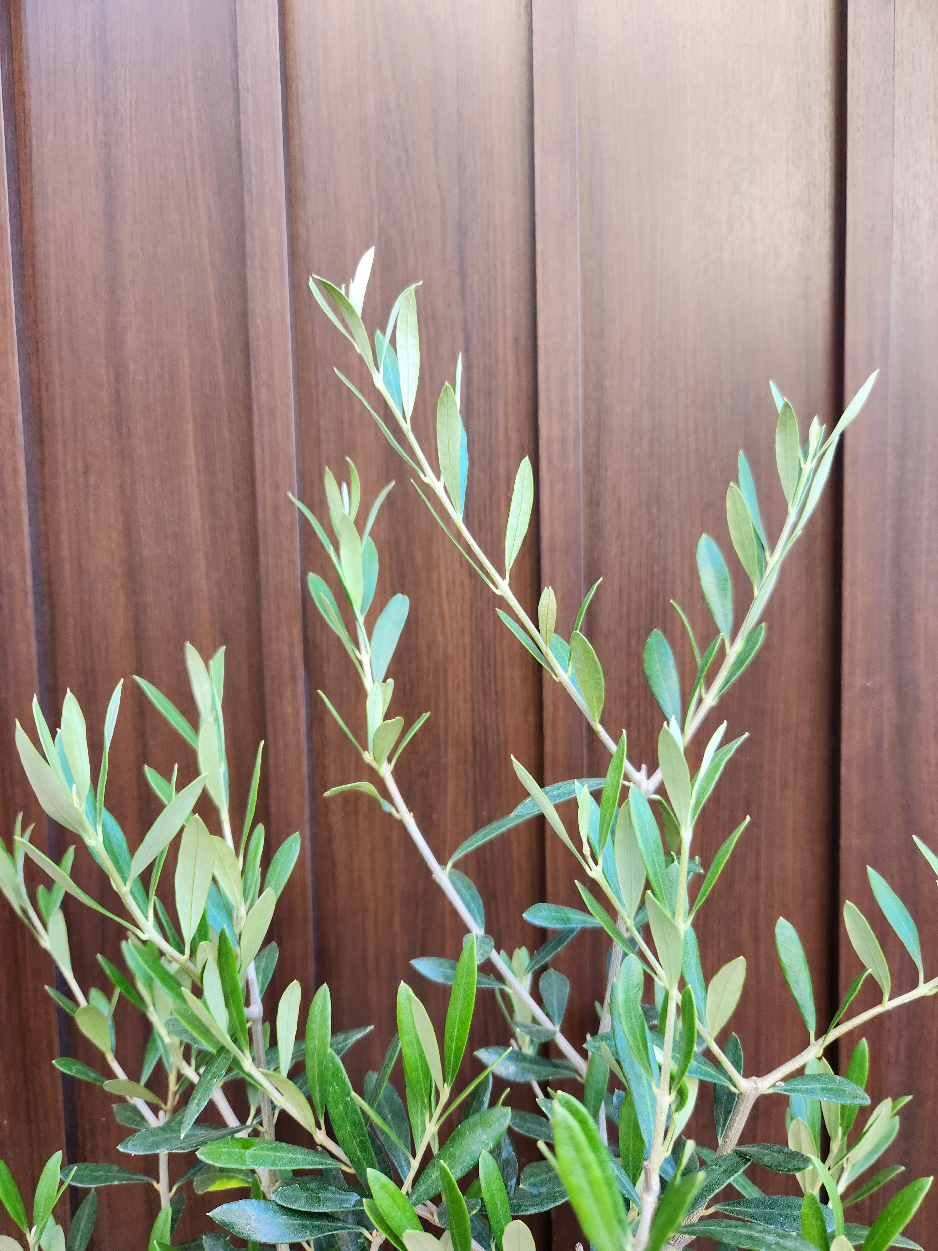 再販　オリーブの木　エルグレコ　ワイルドロックテラコッタ鉢植え　苗