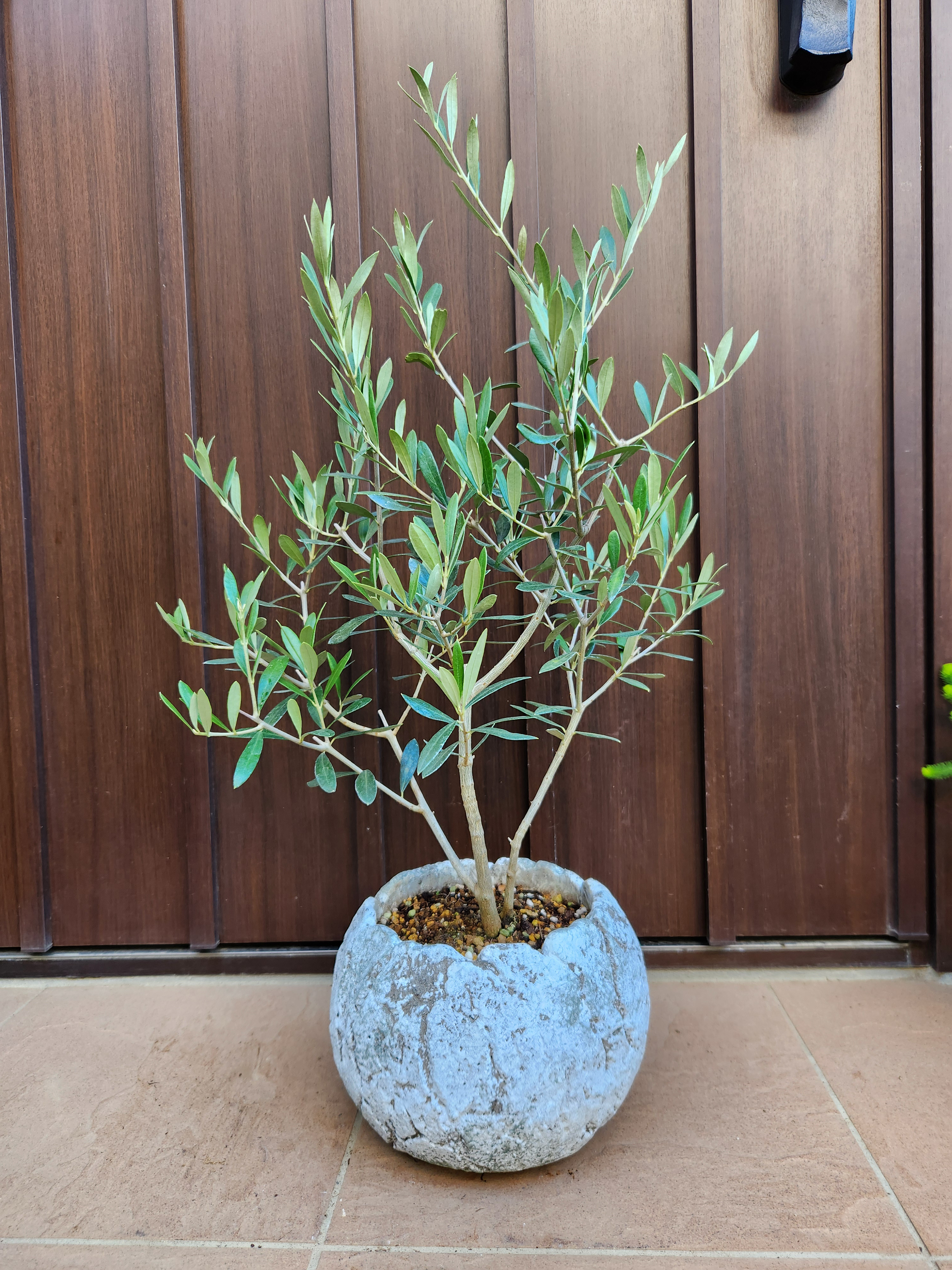 再販　オリーブの木　エルグレコ　ワイルドロックテラコッタ鉢植え　苗