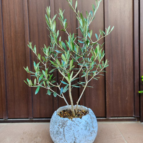 koguma♡オリーブの木　エルグレコ　テラコッタ鉢植え&チプレッシーノ 再販 オリーブの木 エルグレコ ワイルドロックテラコッタ鉢植え