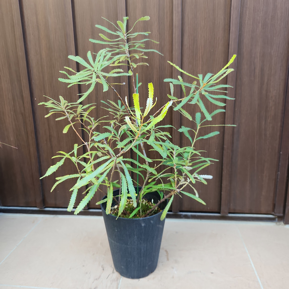 オブロンギフォリアバンクシア 鉢植え オージープランツ ネイティブ 