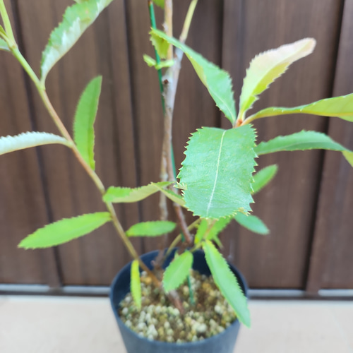 スワンプバンクシア ロブル 鉢植え オージープランツ ネイティブ