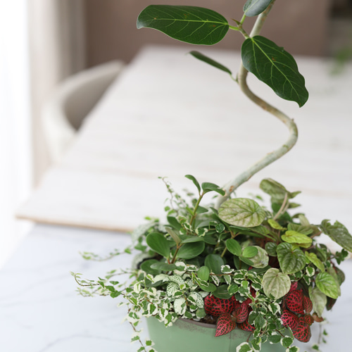 ブリキ缶に♪ベンガルゴムの木と観葉植物のギャザリング寄せ植え 多肉