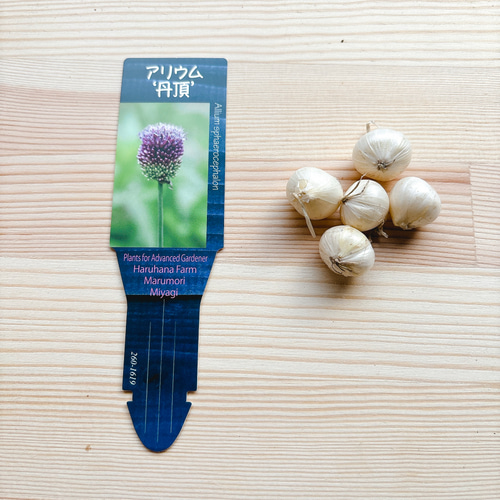 球根♡アリウム 丹頂 5球(ラベルなし） アートフラワー Little Garden