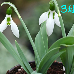 球根♡ムスカリ アズレウム 5球 アートフラワー Little Garden 通販