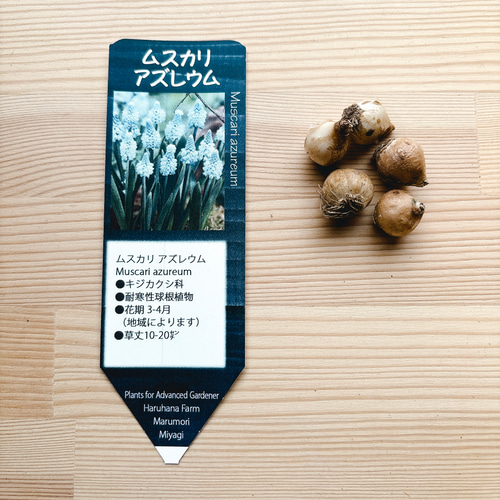球根♡ムスカリ アズレウム 5球 アートフラワー Little Garden 通販