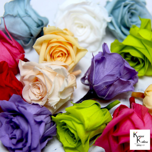 大地農園！プリザーブドフラワー 「ローズいずみ 6輪 バレンシア