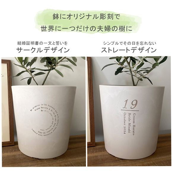 送料無料 結婚証明書 ゲスト参加型  ガジュマル 記念樹 ウェディング 植樹セレモニー 植樹の儀 【ガジュマル】 4枚目の画像