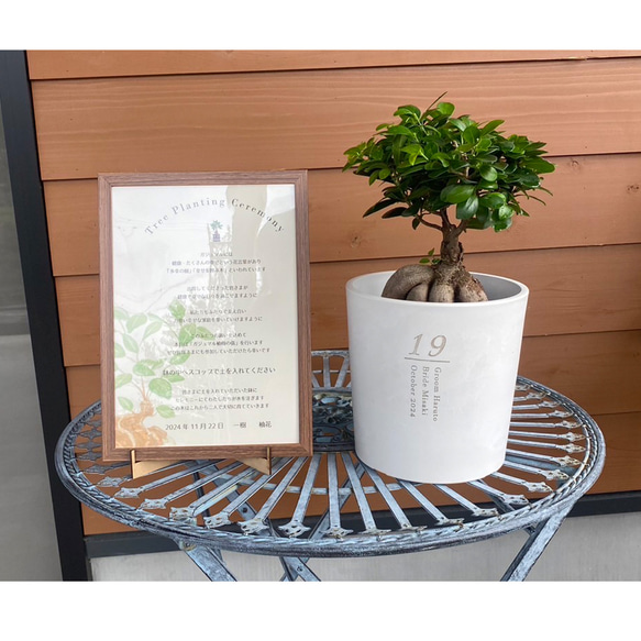 送料無料 結婚証明書 ゲスト参加型  ガジュマル 記念樹 ウェディング 植樹セレモニー 植樹の儀 【ガジュマル】 15枚目の画像
