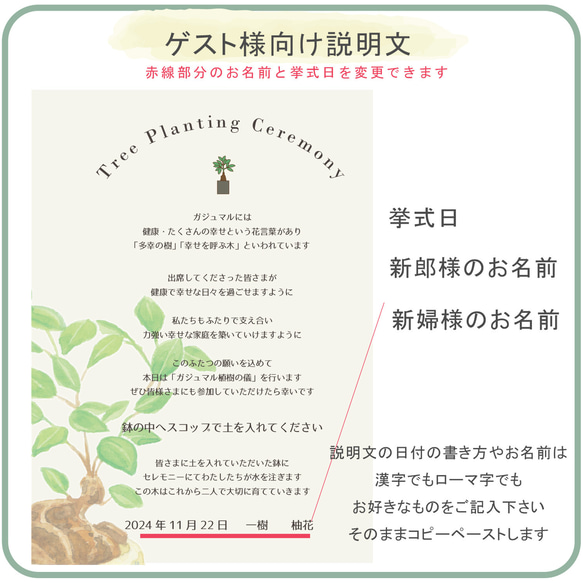 送料無料 結婚証明書 ゲスト参加型  ガジュマル 記念樹 ウェディング 植樹セレモニー 植樹の儀 【ガジュマル】 7枚目の画像