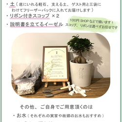 送料無料 結婚証明書 ゲスト参加型  ガジュマル 記念樹 ウェディング 植樹セレモニー 植樹の儀 【ガジュマル】 11枚目の画像