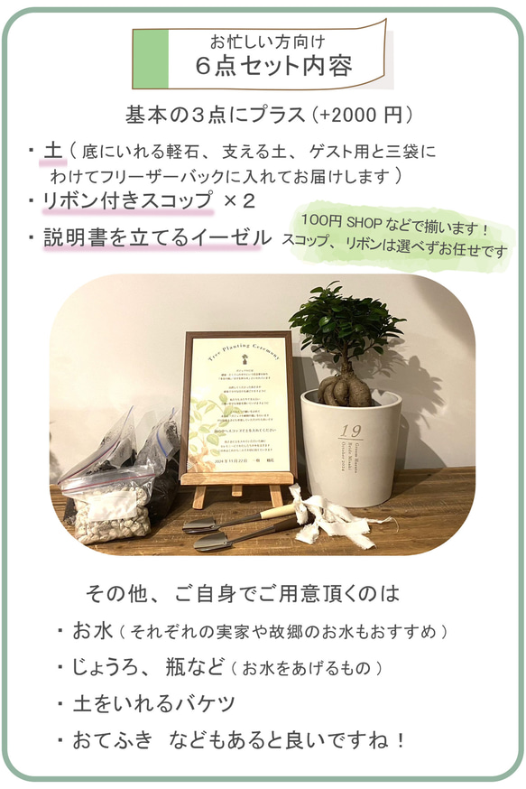 送料無料 結婚証明書 ゲスト参加型  ガジュマル 記念樹 ウェディング 植樹セレモニー 植樹の儀 【ガジュマル】 11枚目の画像