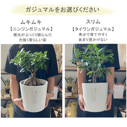 送料無料 結婚証明書 ゲスト参加型  ガジュマル 記念樹 ウェディング 植樹セレモニー 植樹の儀 【ガジュマル】 8枚目の画像