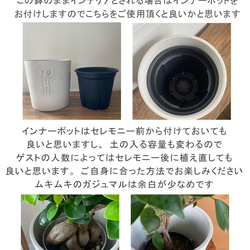 送料無料 結婚証明書 ゲスト参加型  ガジュマル 記念樹 ウェディング 植樹セレモニー 植樹の儀 【ガジュマル】 13枚目の画像