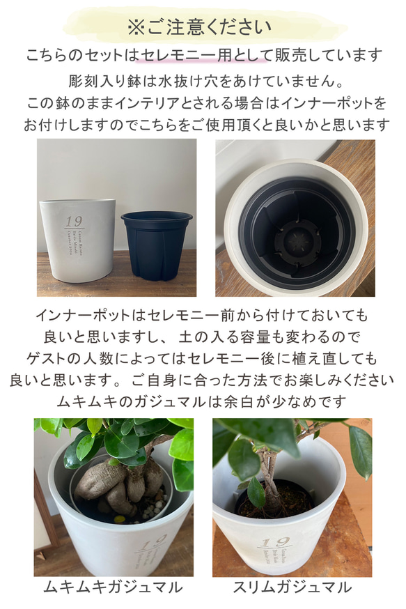 送料無料 結婚証明書 ゲスト参加型  ガジュマル 記念樹 ウェディング 植樹セレモニー 植樹の儀 【ガジュマル】 13枚目の画像